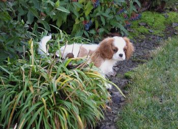 Kylie Belle - 11 weeks old
