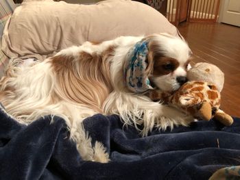 Kylie and her toy giraffe
