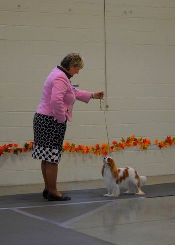 Kylie Belle with her handler Amy Rutherford October 2010
