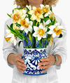 Popup Daffodils 