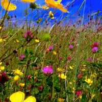 INCANTATA STRINGS: Hans ZIMMER arr. for String Quartet by Susie Vaughan via ArrangeMe: Cornfield Chase by INCANTATA STRINGS