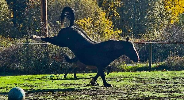 Humanity for Horses Foundation