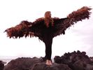 Feather Wings
