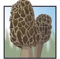 Mountain Mushroom Festival