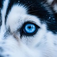 In Their Head 5 by WooFDriver 2026