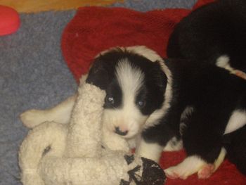 Chewing mums toy with my cool new teeth
