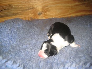 Only 15 hours old and already going solo
