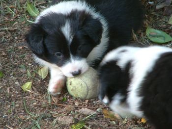 Look, this is mums favourite ball... lets chew it!

