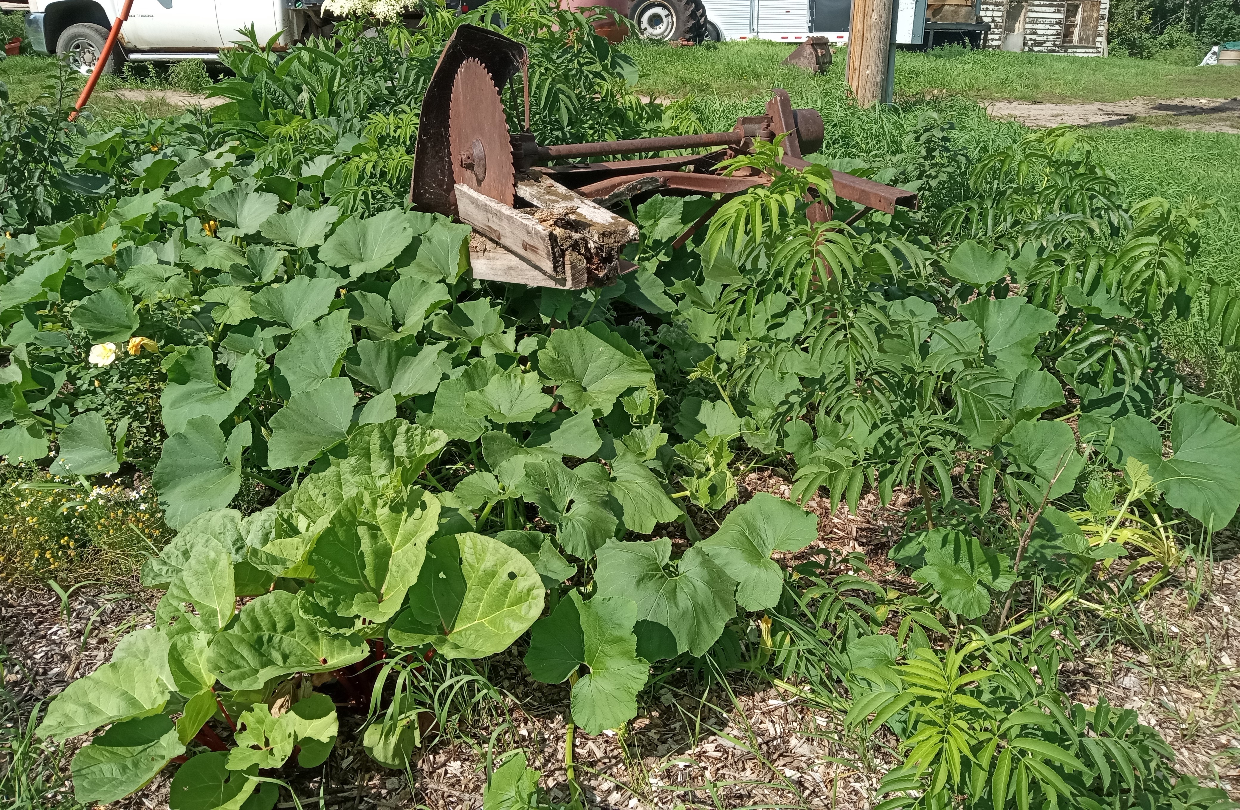 Does gardening save money -  2025 in review - tree guild