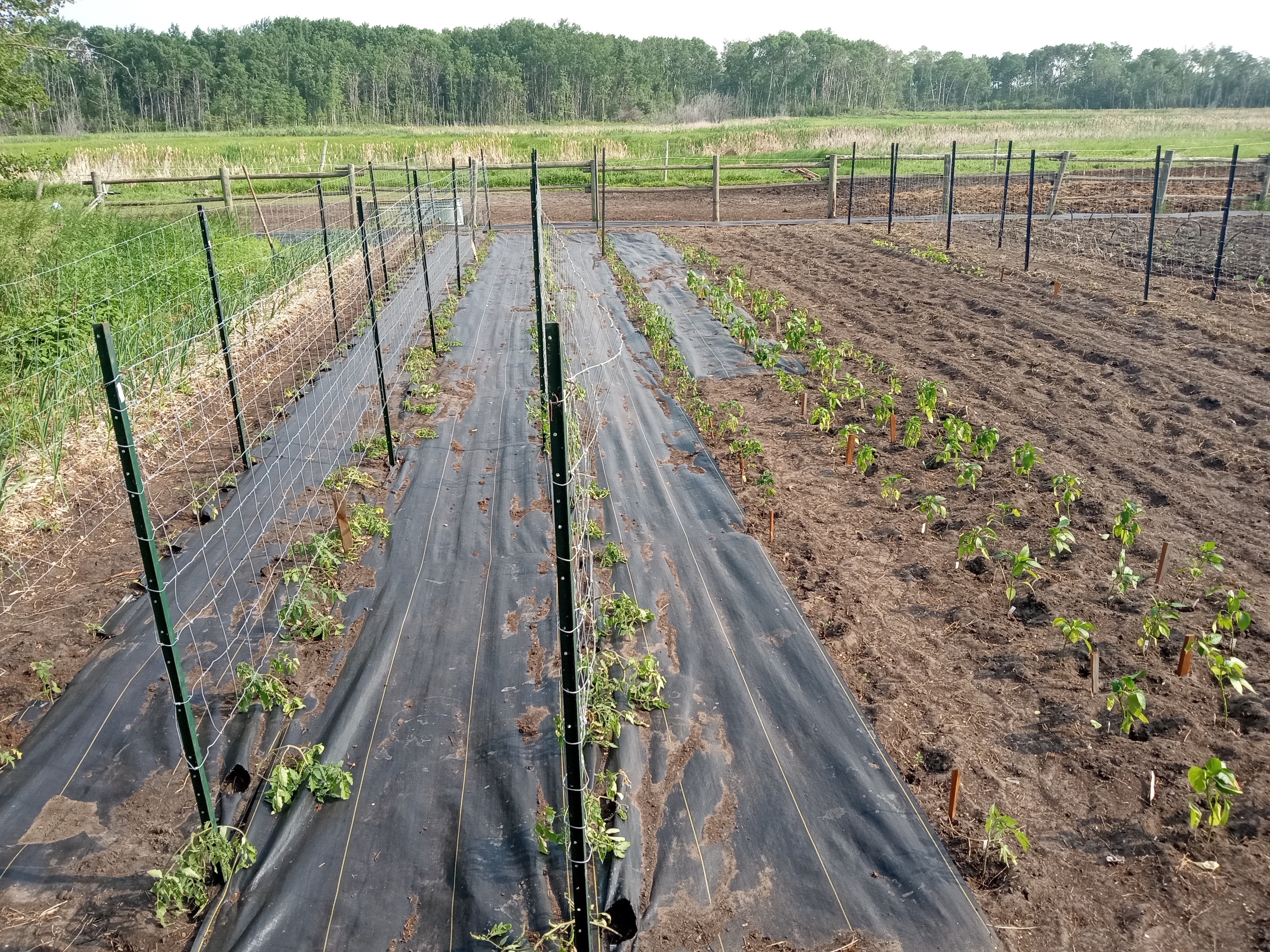 Garden -June 8 2023