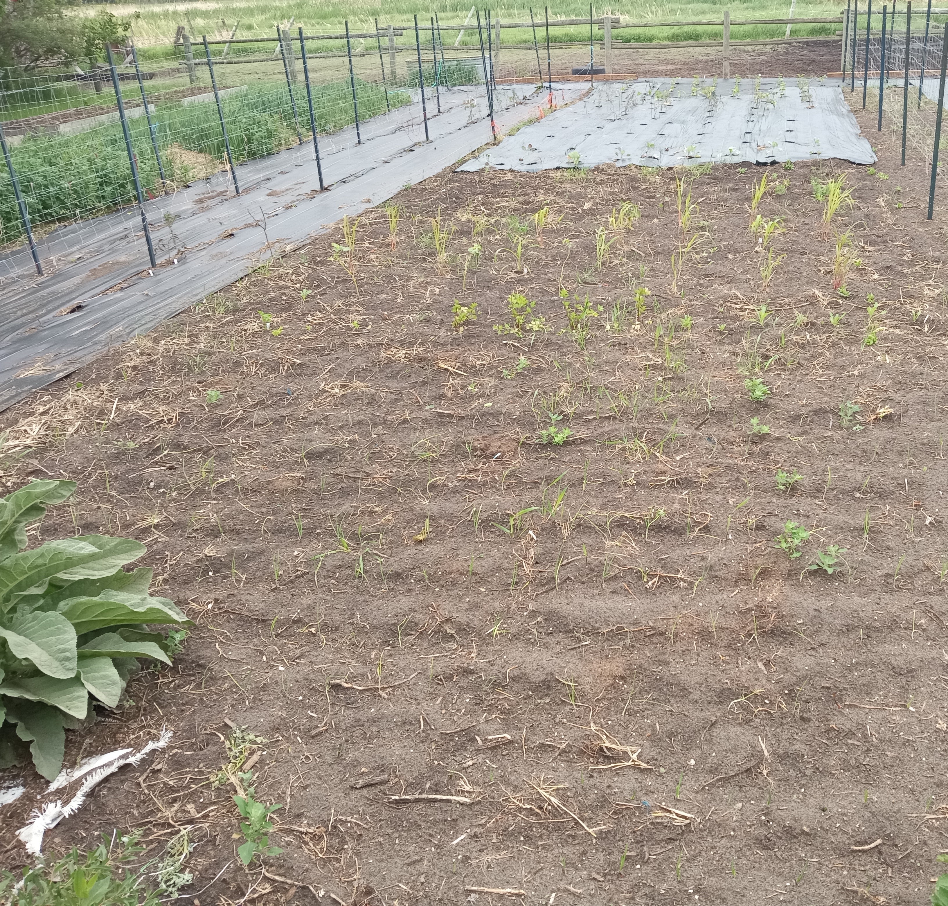 Does gardening save money - 2025 in review - woven weed fabric - June 2025