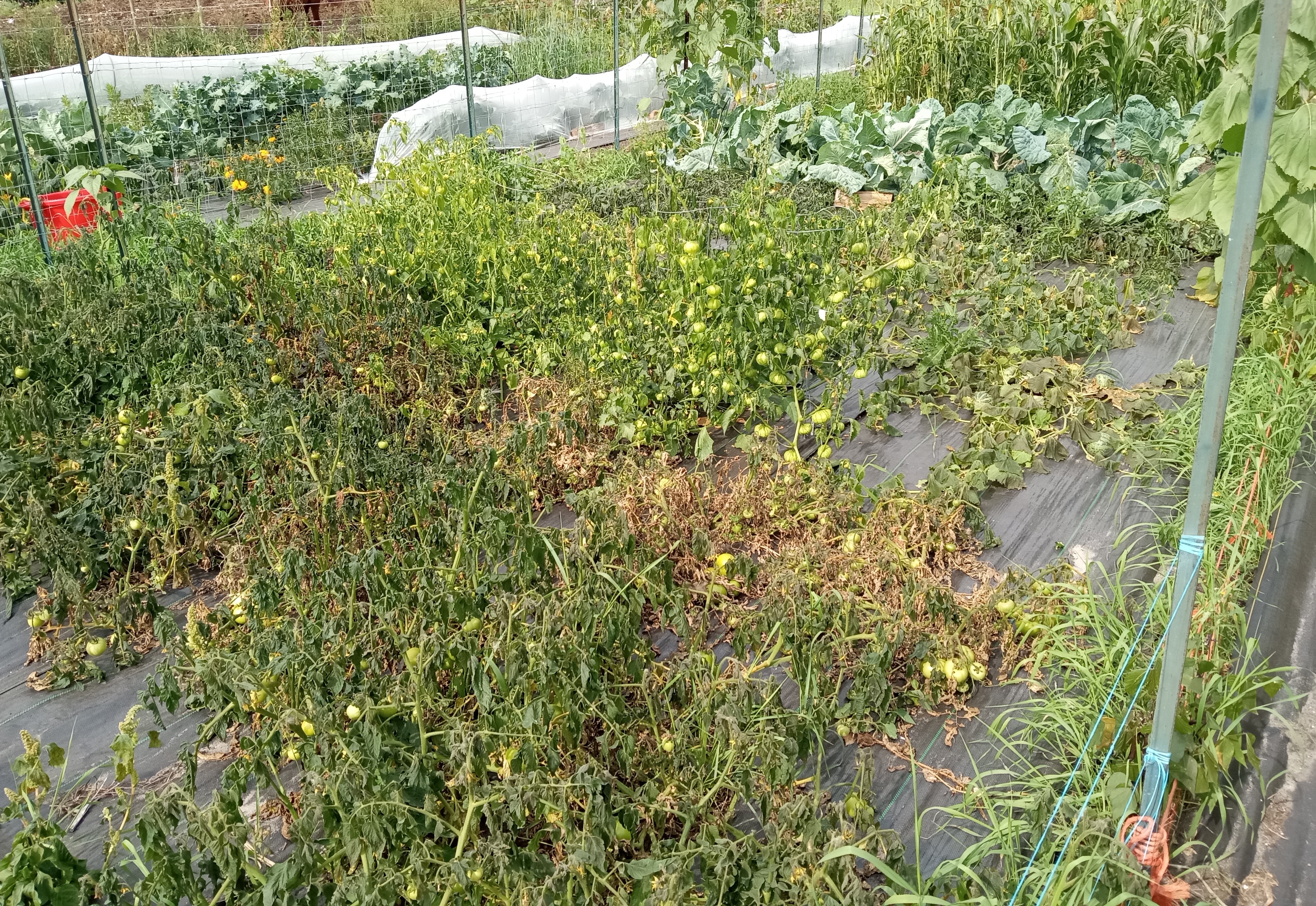 Does gardening save money - 2025 in review - tomatoes post freeze