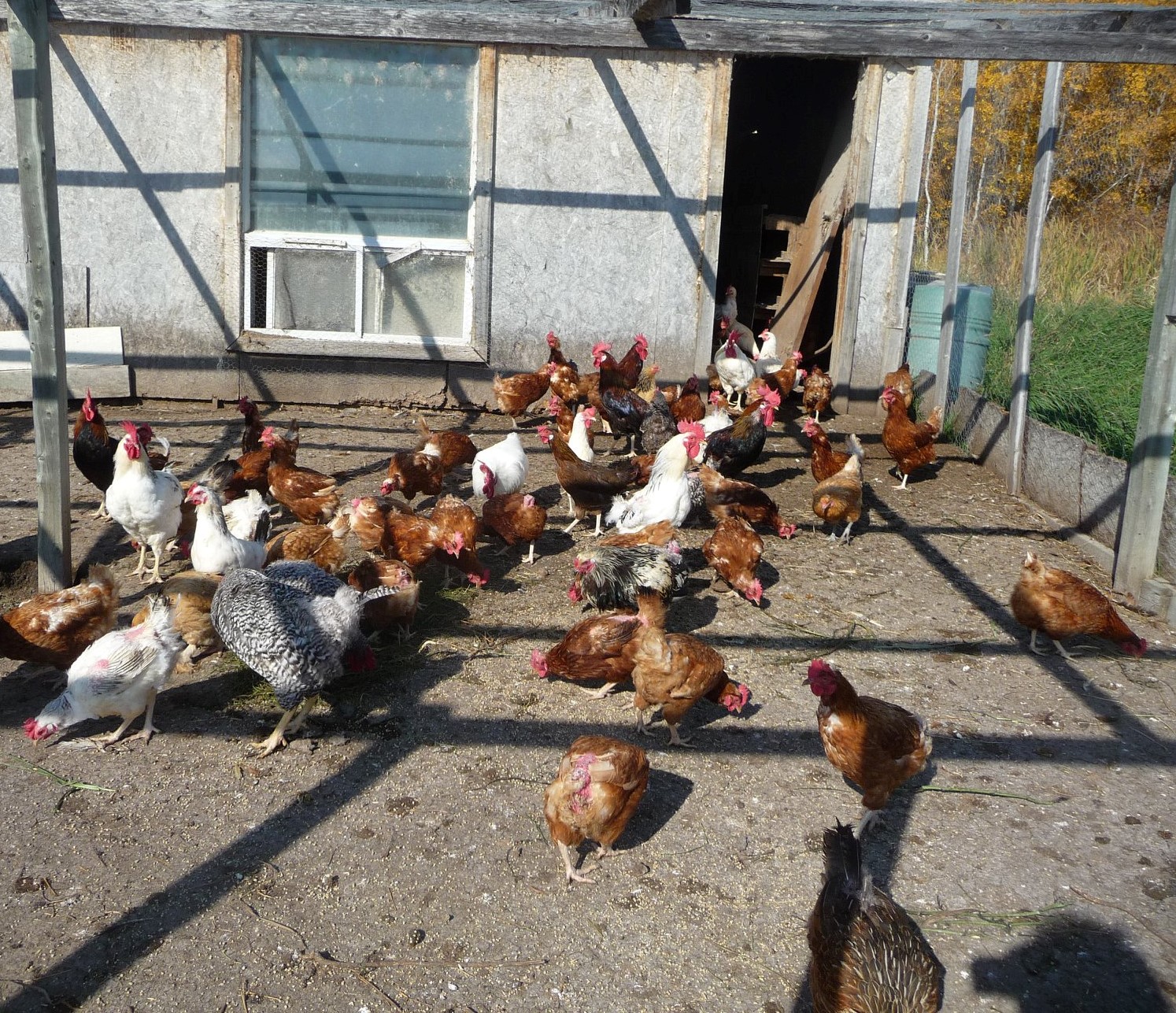 Are eggs profitable-  Chickens in out door run
