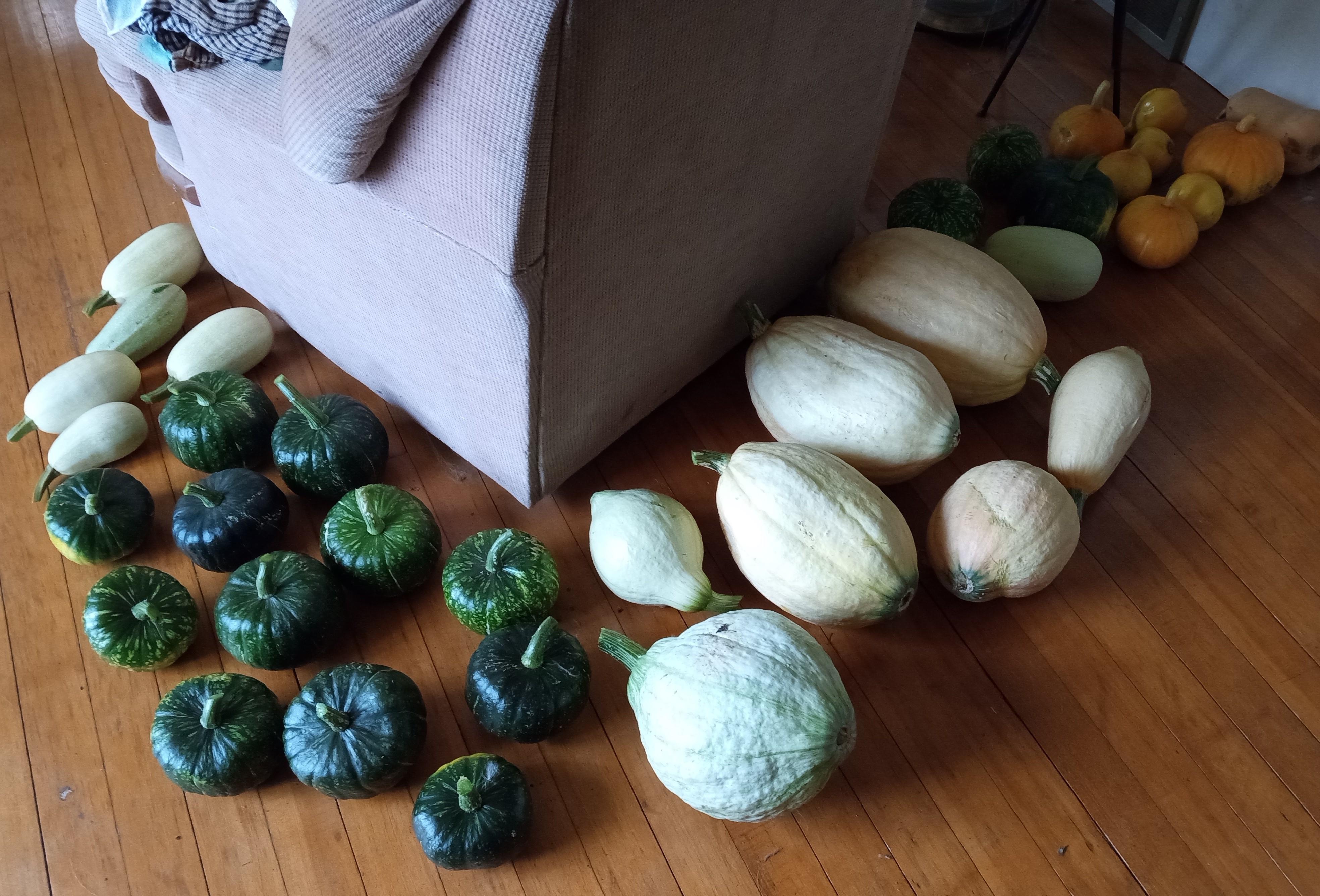 Does gardening save money - 2025 in review - squash harvest Sept 3