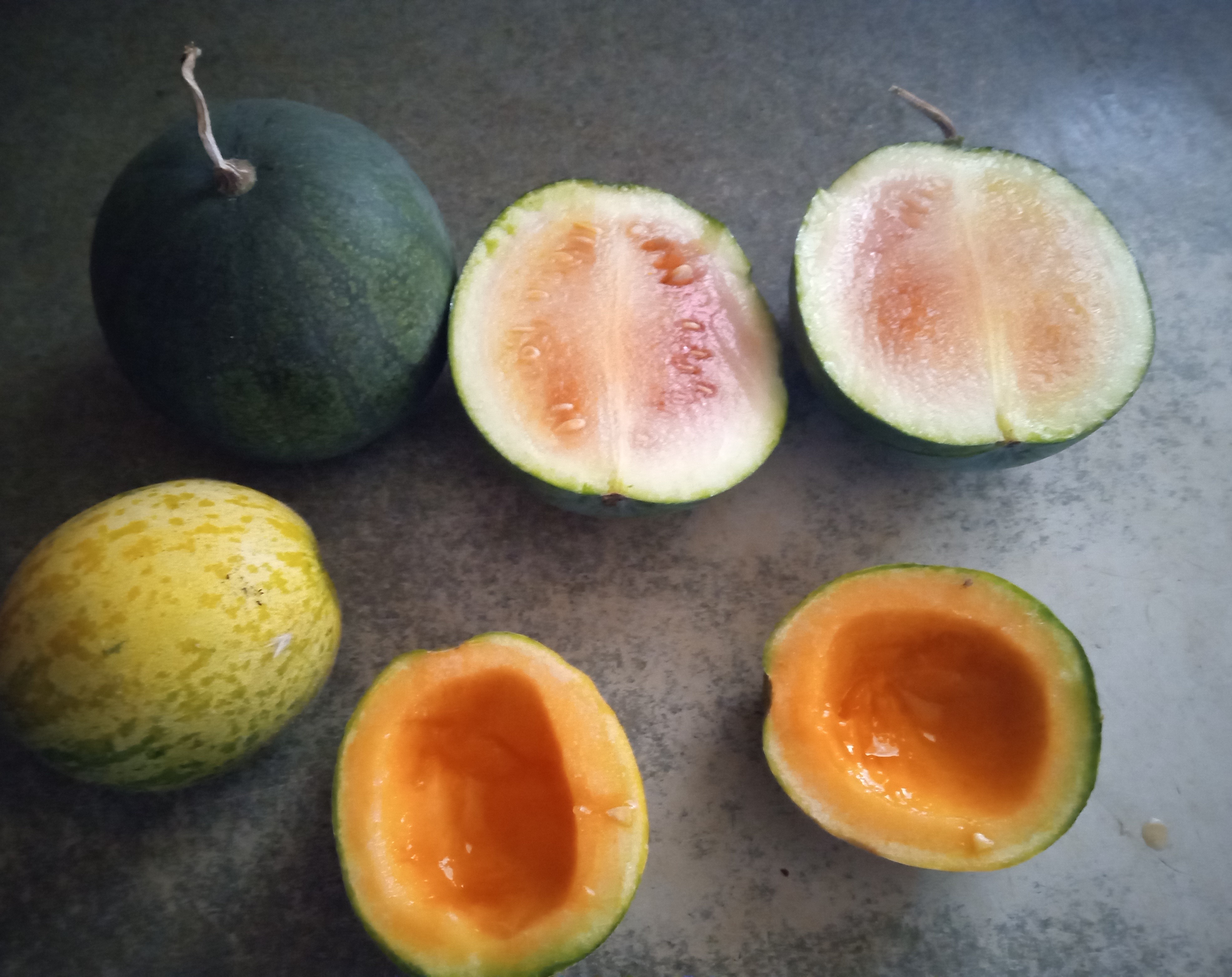 Does gardening save money - 2025 in review - melon harvest