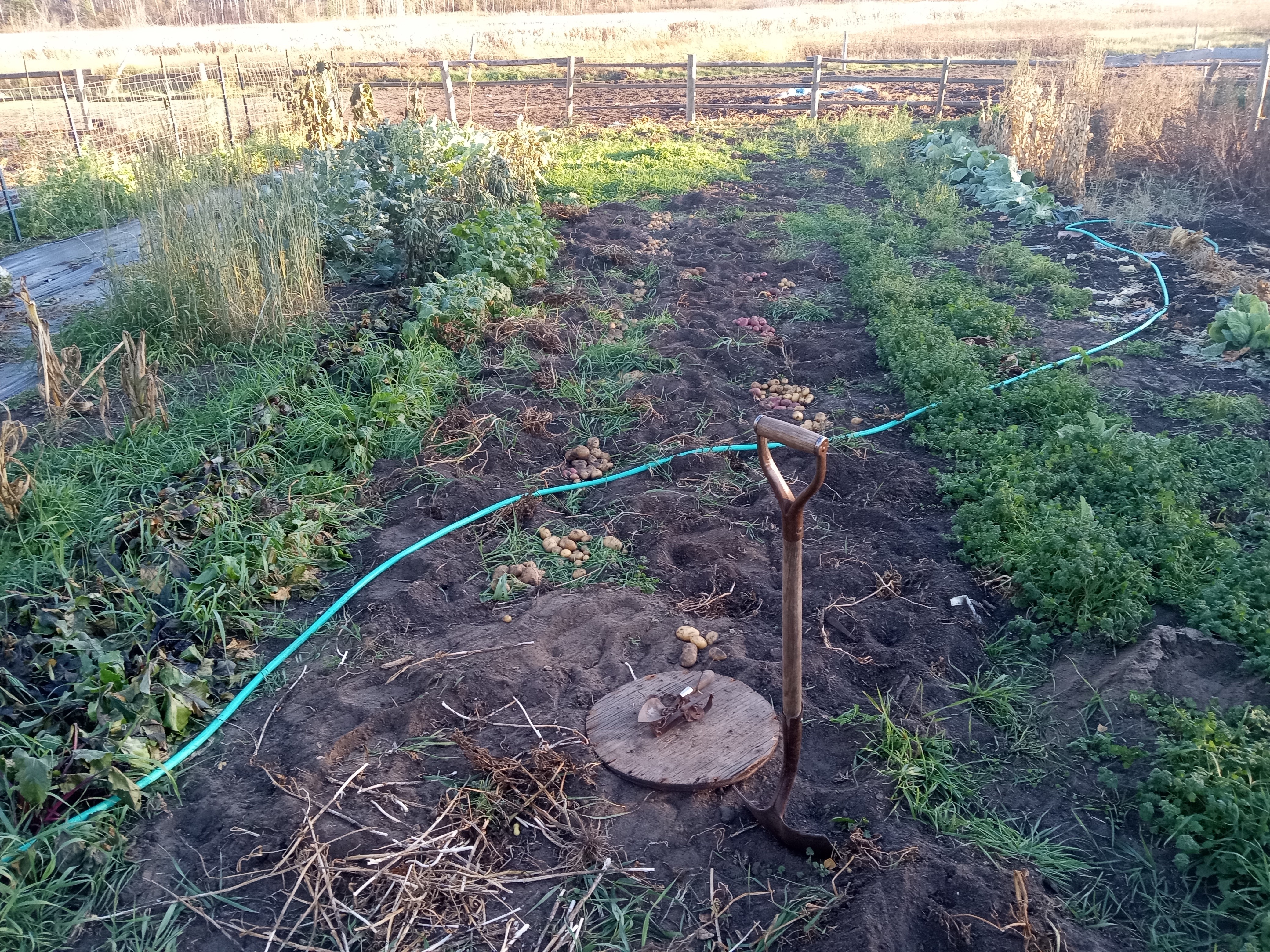 Does gardening save money - 2025 in review - October 8 potato harvest