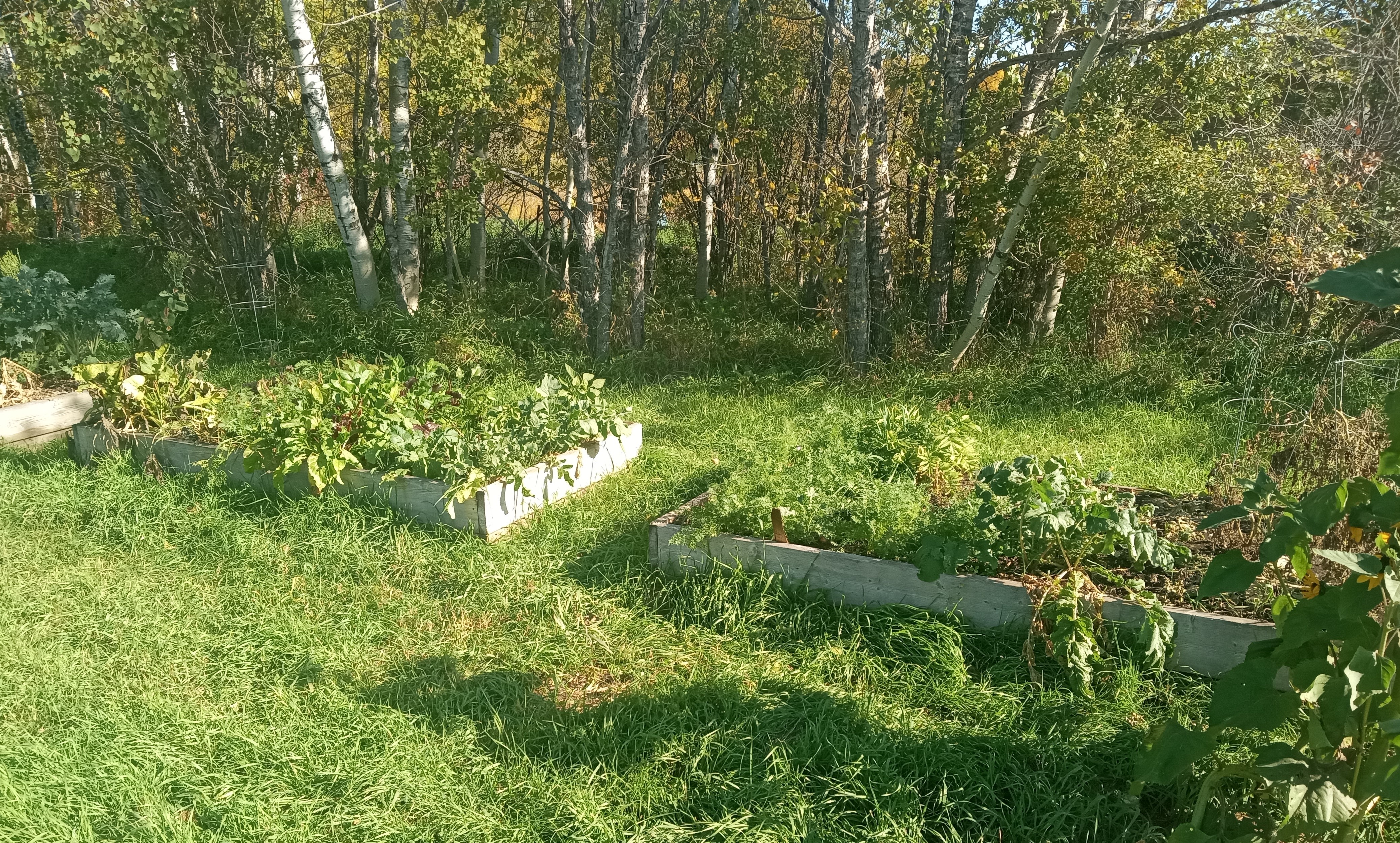 Does gardening save money  - 2025 in review -  Oct 8 raised beds