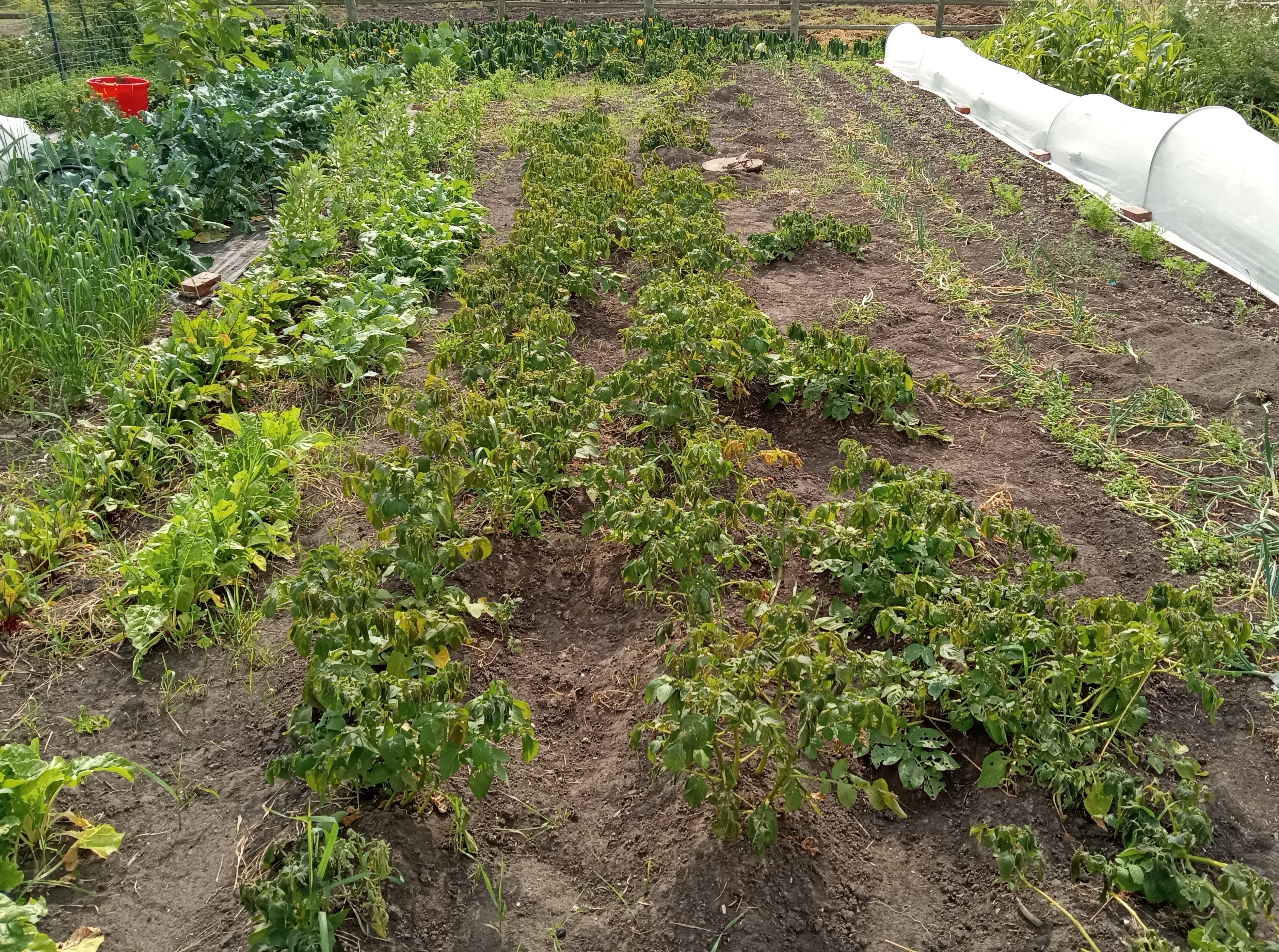 Does gardening save money - 2025 in review - potatoes post freeze