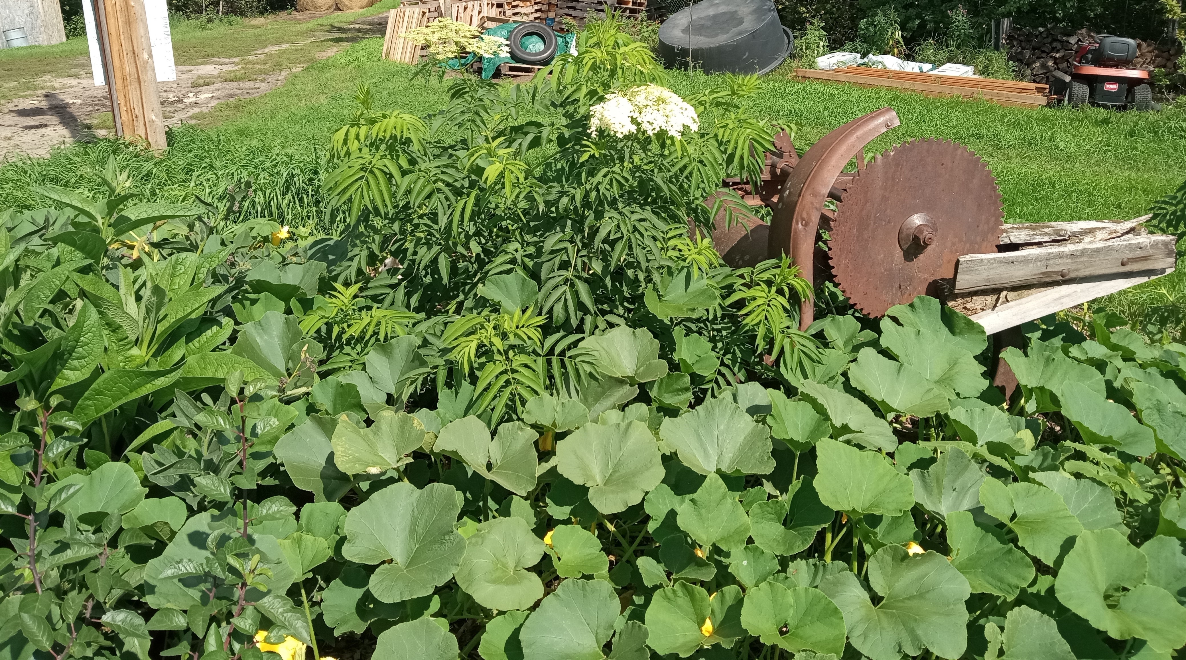 Does gardening save money - 2025 in review - squash in Fruit tree guild