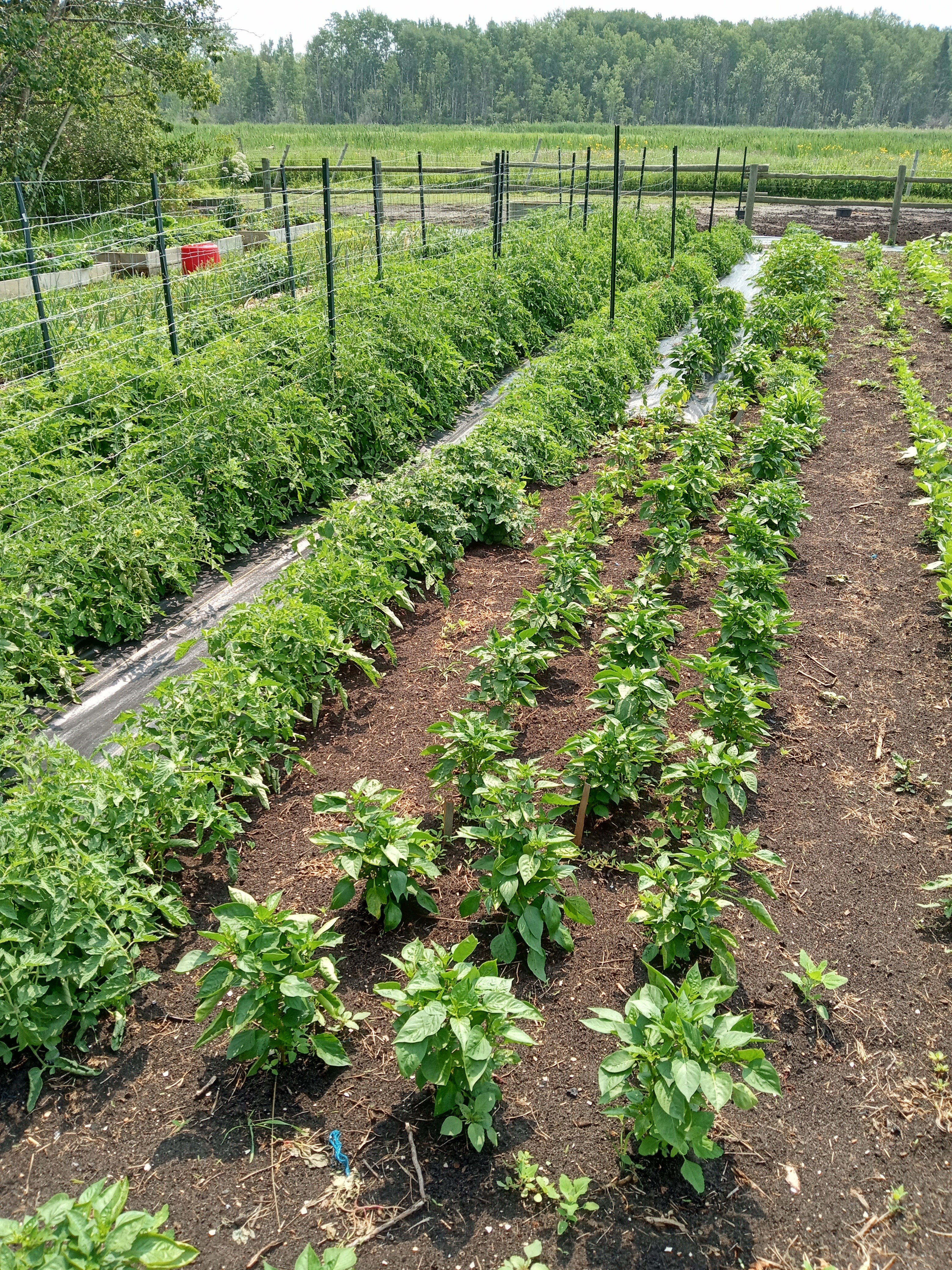 Garden - July 2023