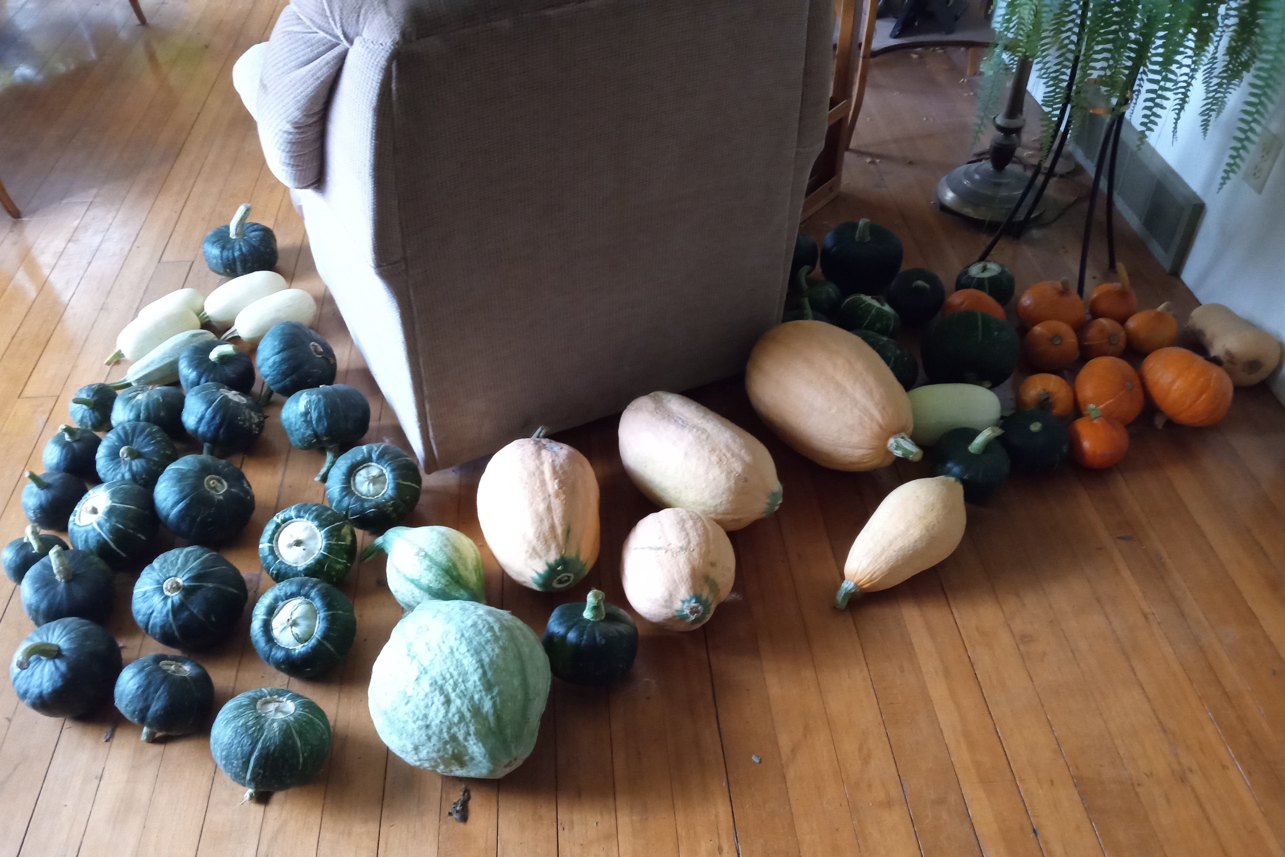 Does gardening save money - 2025 in review -- Squash Sept 22 harvest