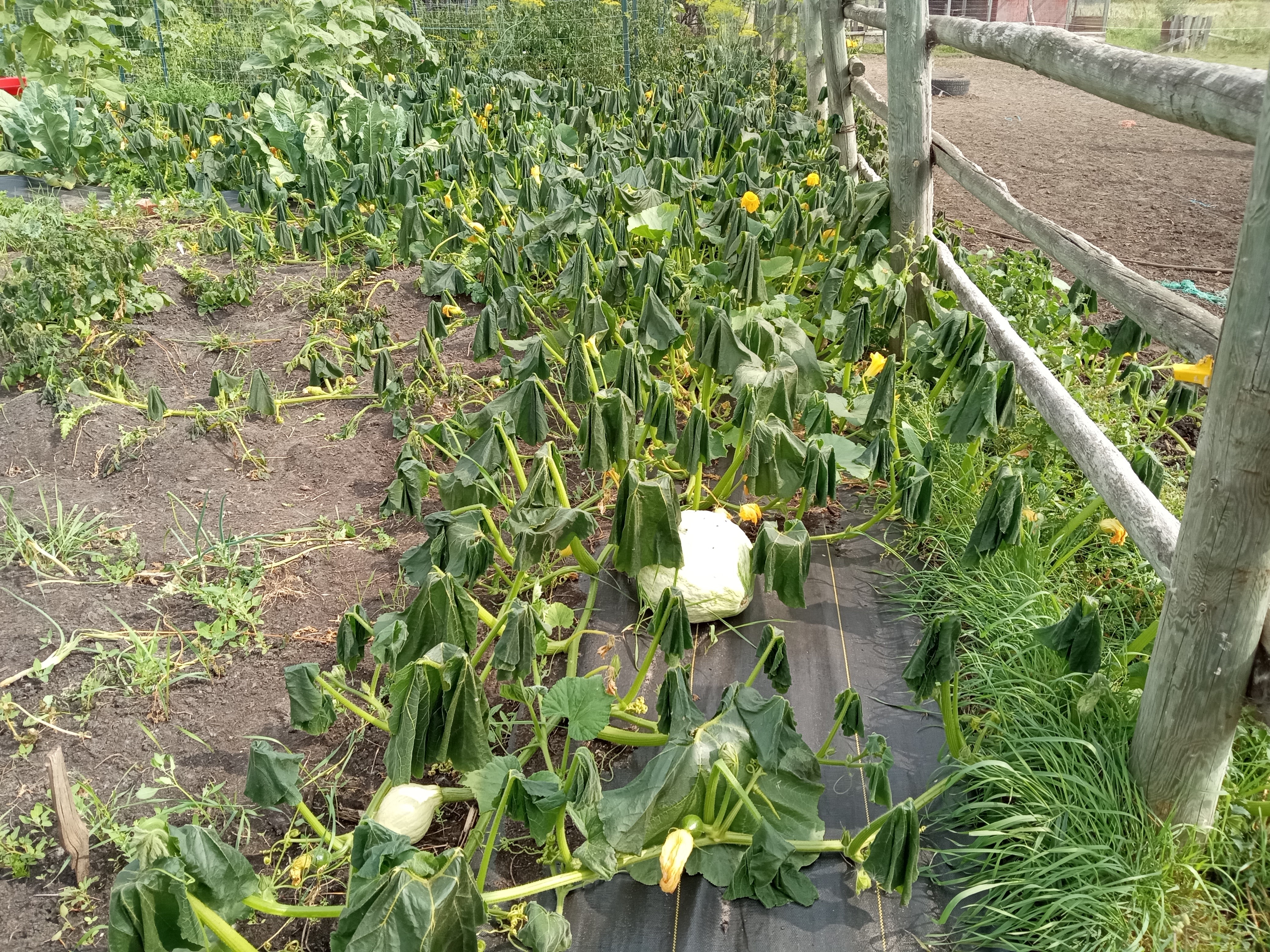 Does gardening save money -  2025 in review - squash post freeze