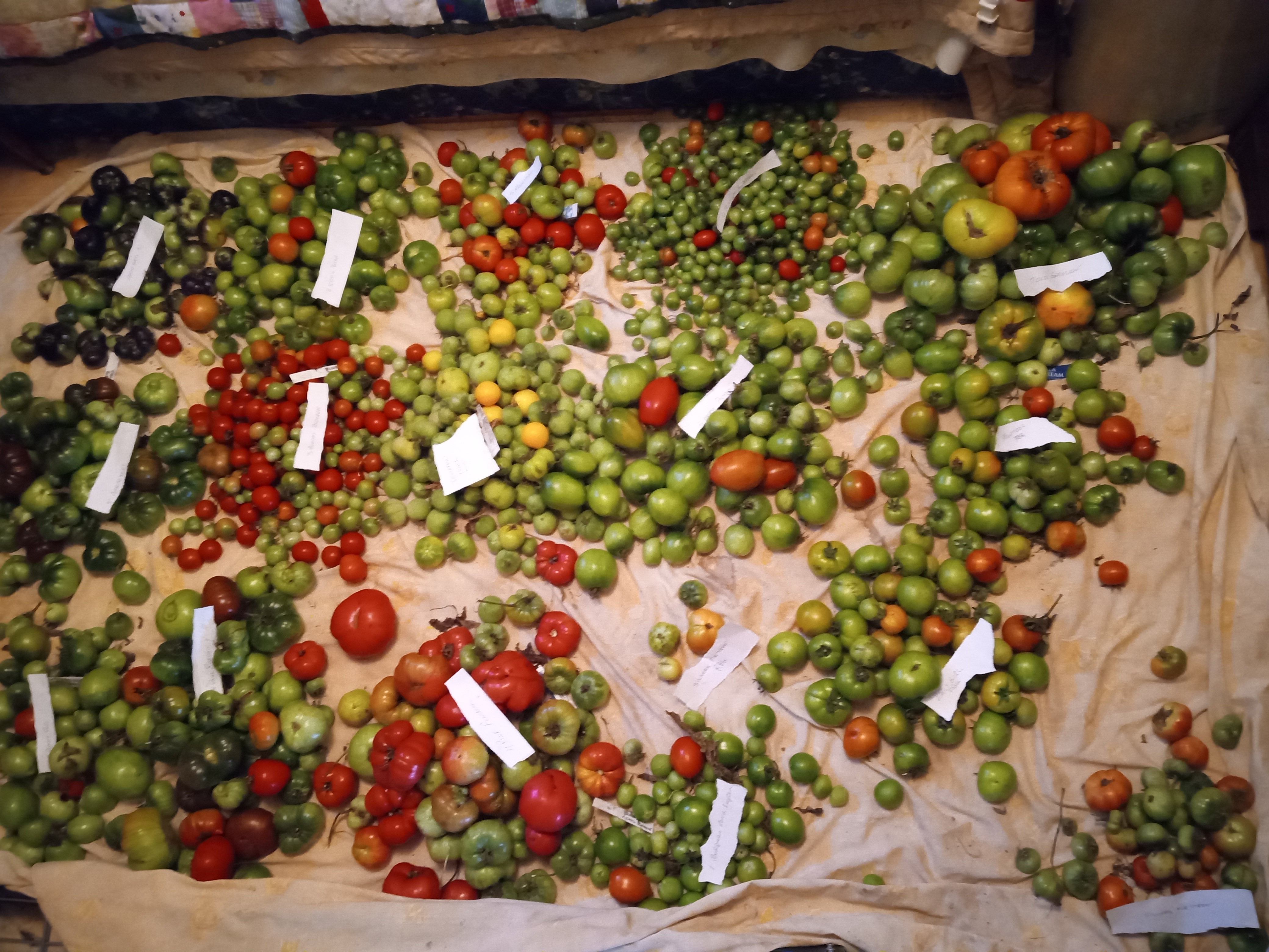 Does gardening save money  - 2025 in review - tomato harvest