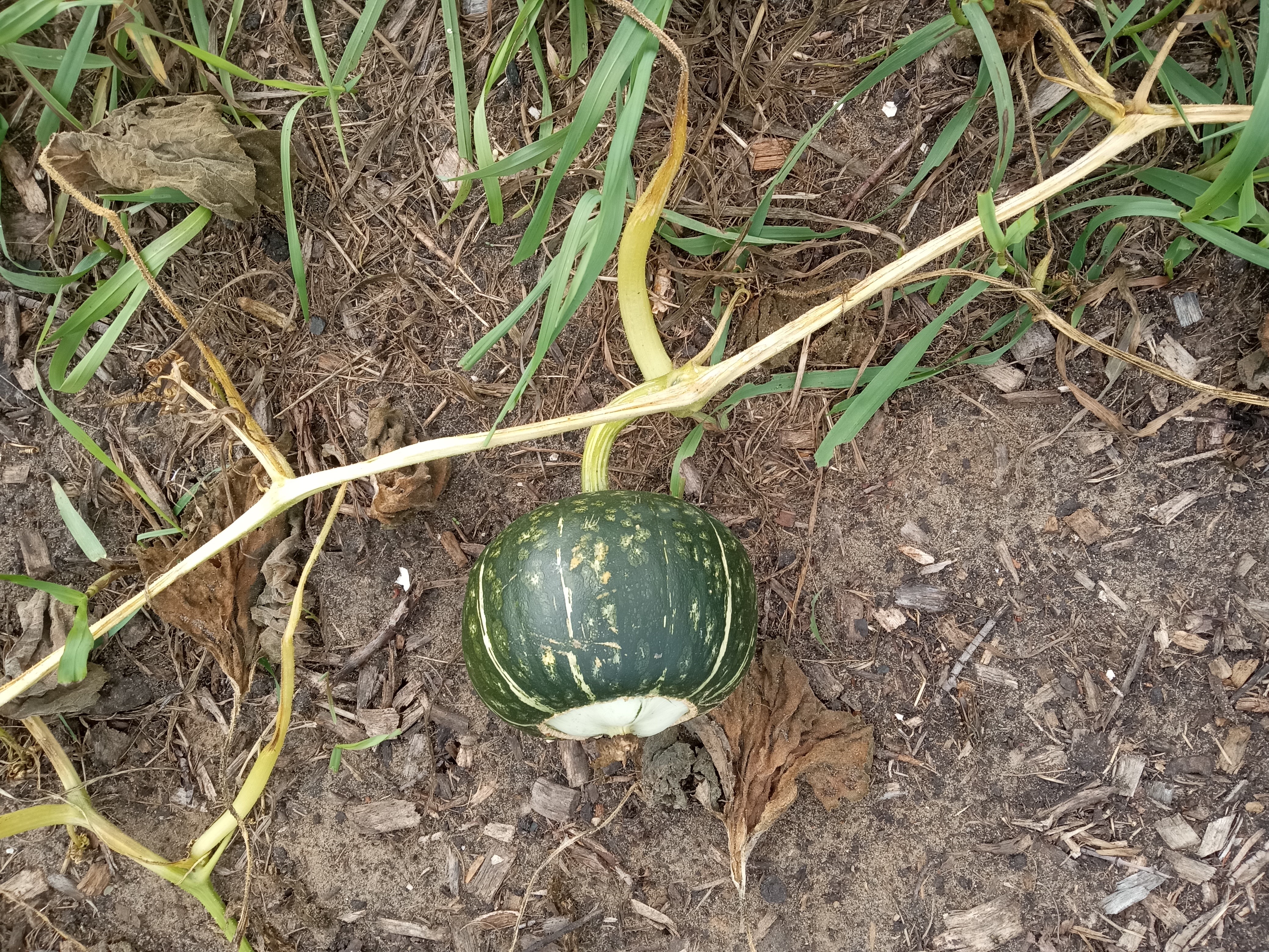 Does gardening save money - 2025 in review - Squash Sept 22