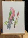 KING PARROT from the "In the Garden" series