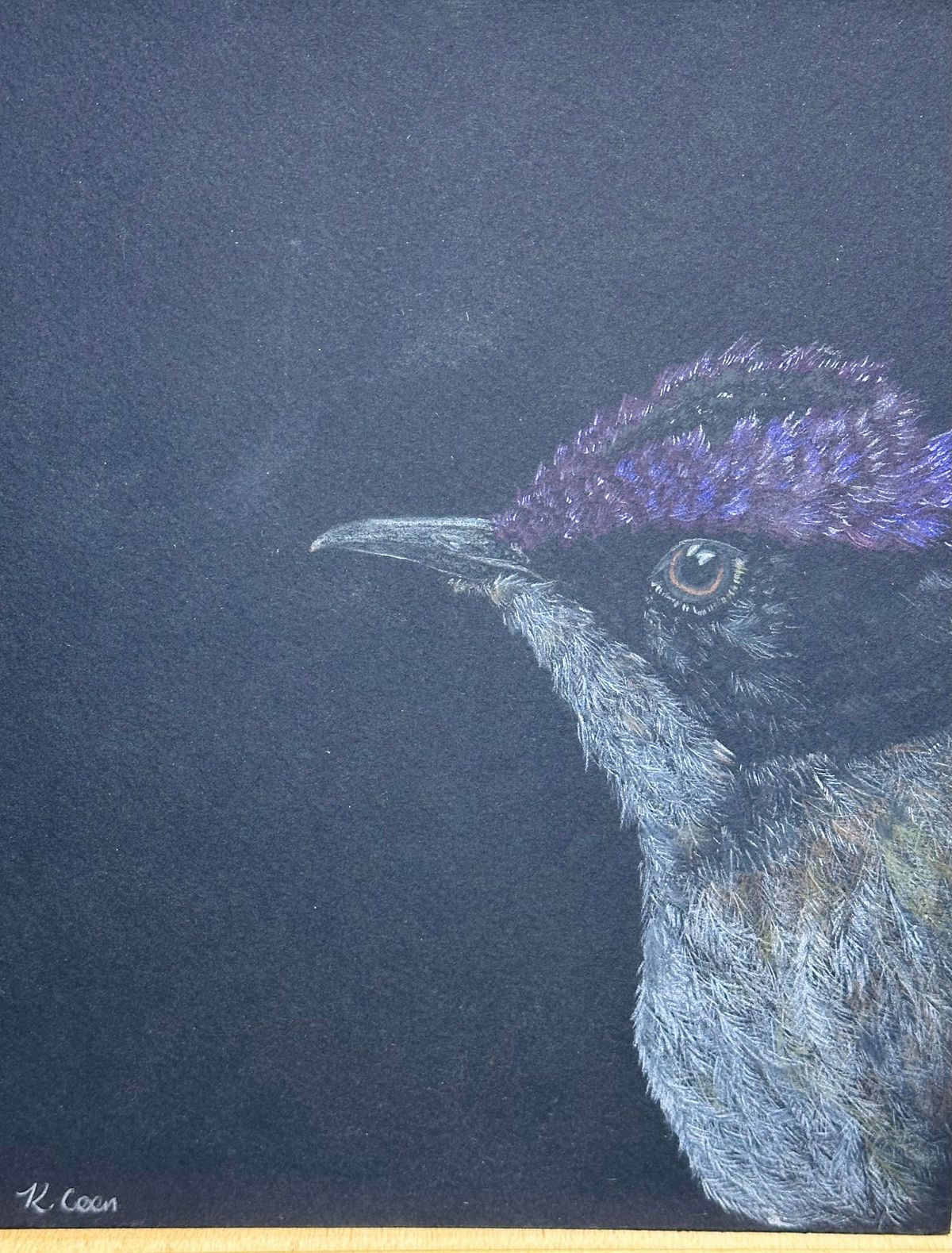 PURPLE FAIRY WREN from the 'In The Dark' series 
