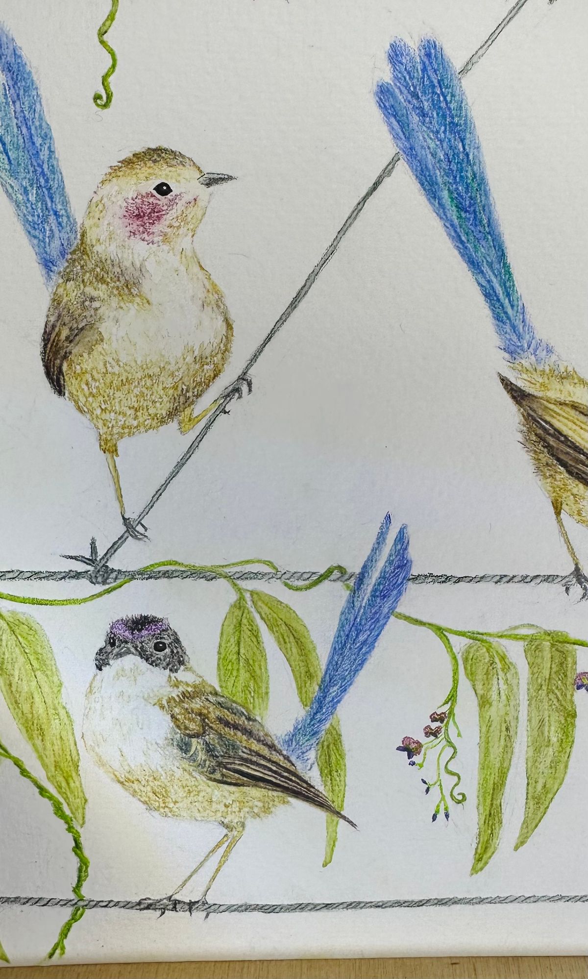 PURPLE CROWNED FAIRY WRENS from the 'In the Dark' series