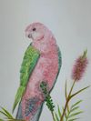 KING PARROT from the "In the Garden" series