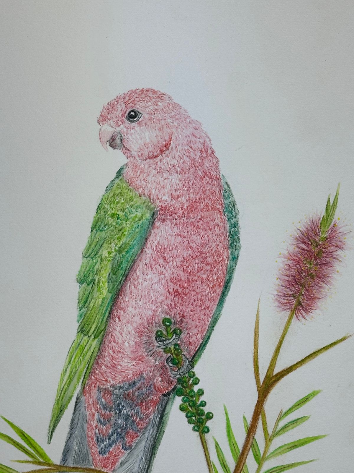 KING PARROT from the "In the Garden" series