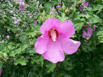 Just a flower on campus...

