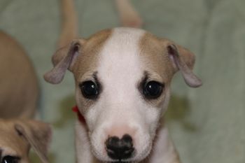 Adorable "Tate"...
