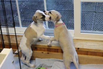 Samson and Hope....
