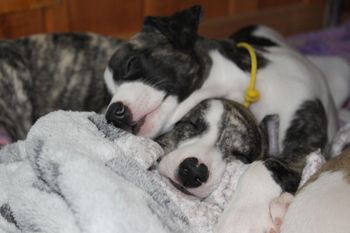 Roxie and Kay....Awwww
