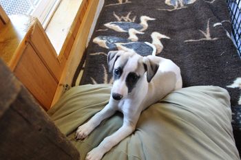 Samson says see you all soon!!!!!!
