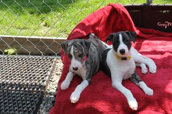 Kay and Roxie...
