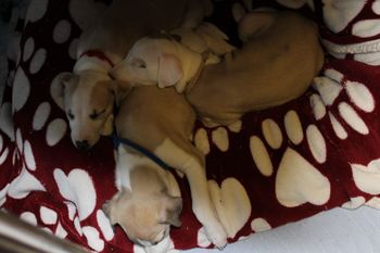 Sleepy babies...
