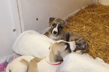 Awww,IKE and Samson..
