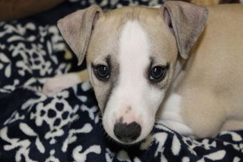 Aww "Gracie" you are so adorble!!

