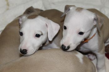 "Toula"&"Molly".......HERE COMES THE SURPRISE!!!!.............
