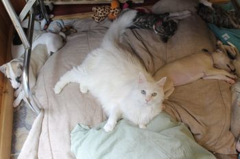 Fat Sassy is still bigger than the babies.....LOL
