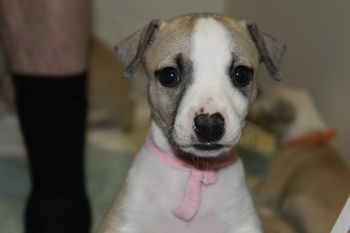 Oh "Gracie" you are too cute,she says "HI MOMMY"...
