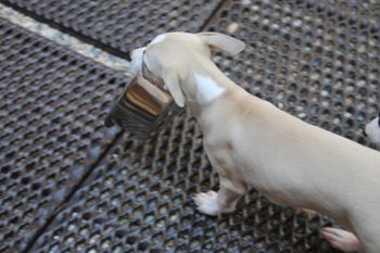 Hope with the water bowl....silly girl....
