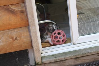 Kay playing ball.....
