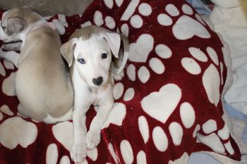 Awww "Toula" love your Blue eye....so cool....
