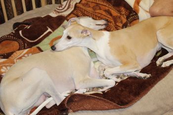 Awww..Mommy and Grandma sleeping in the puppy room..
