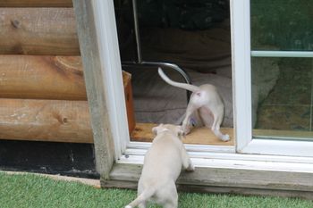 Back in all on their own..
